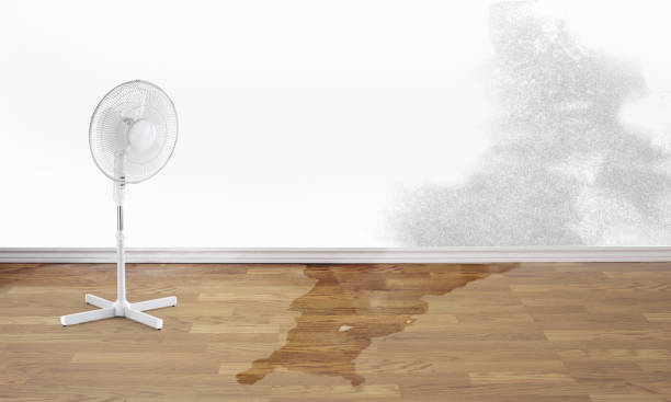 Best Water damage contractors near me  in Clarence, IA
